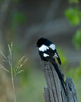 Magpie Shrike