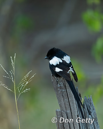 Magpie Shrike