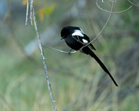 Magpie Shrike