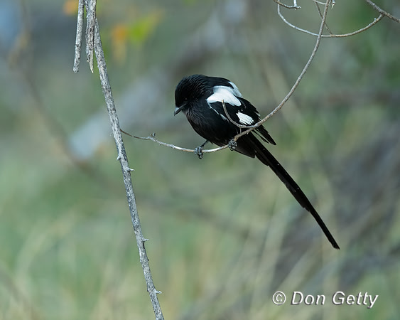 Magpie Shrike
