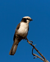 Southern White-crowned Shrike