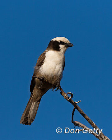 Southern White-crowned Shrike