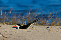 African Skimmer