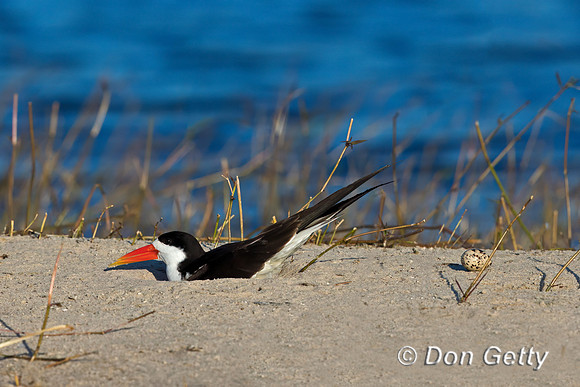 African Skimmer