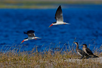 African Skimmer