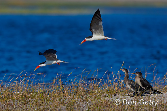 African Skimmer