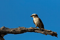 Southern White-crowned Shrike