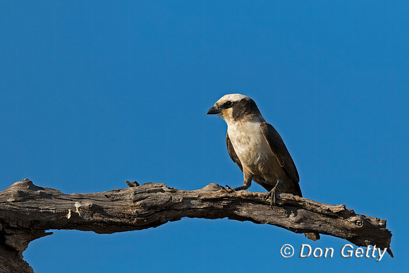 Southern White-crowned Shrike