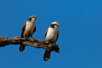 Southern White-crowned Shrike