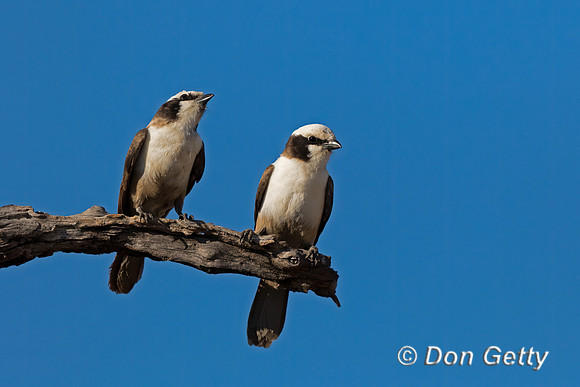 Southern White-crowned Shrike