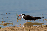 African Skimmer