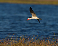 African Skimmer