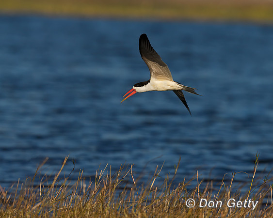 African Skimmer