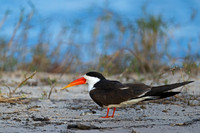 African Skimmer