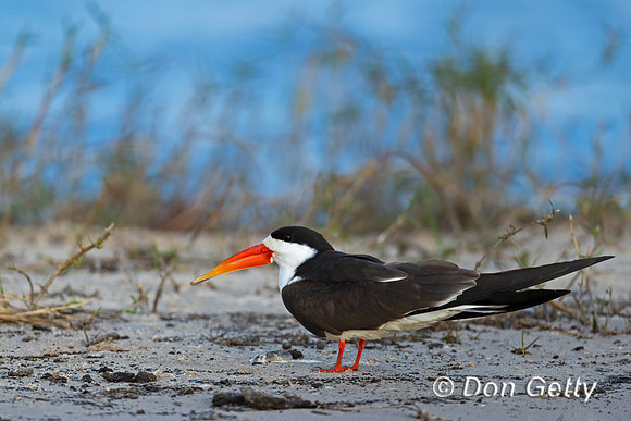 African Skimmer