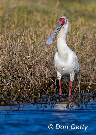 African Spoonbill