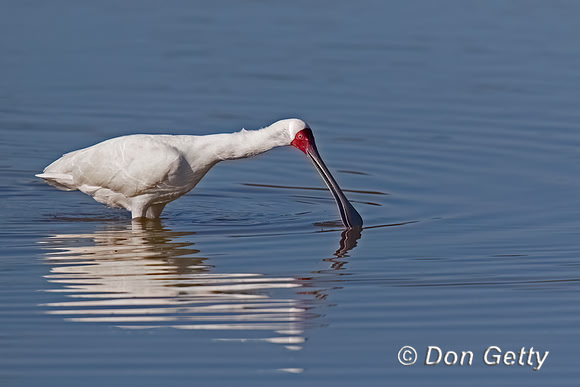 African Spoonbill
