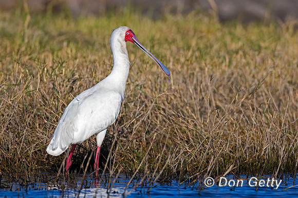 African Spoonbill
