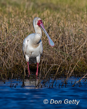 African Spoonbill