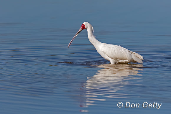 African Spoonbill