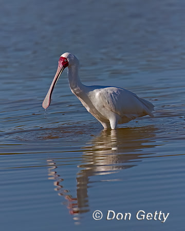 African Spoonbill