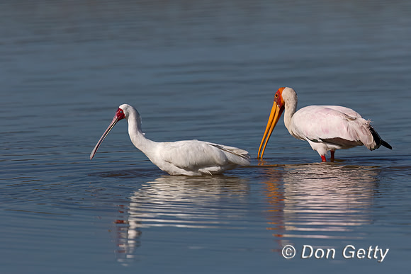 African Spoonbill