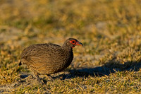Swainson's Spurfowl