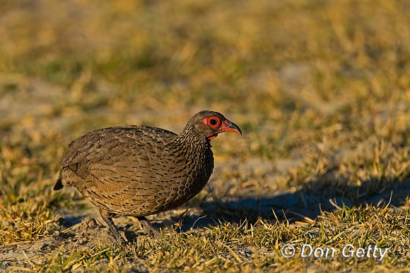 Swainson's Spurfowl