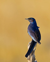 Meves's Starling
