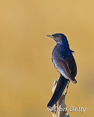 Meves's Starling