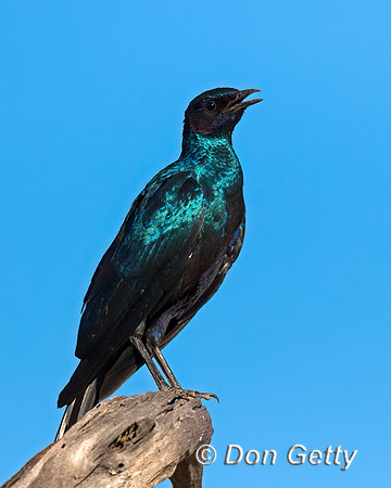 Burchell's Starling