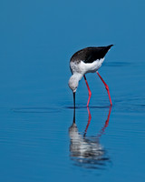 Black-winged Stilt
