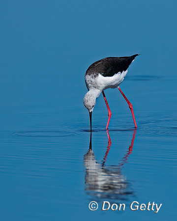 Black-winged Stilt