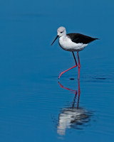 Black-winged Stilt