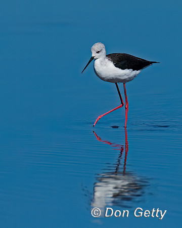 Black-winged Stilt