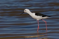 Black-winged Stilt
