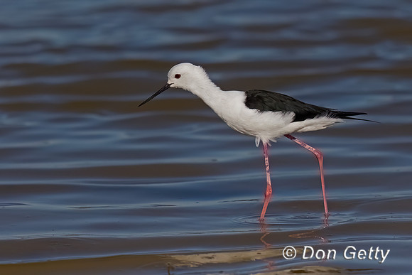 Black-winged Stilt