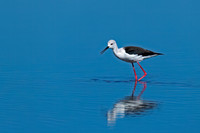 Black-winged Stilt