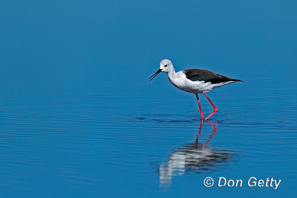 Black-winged Stilt
