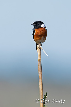 African Stonechat