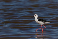 Black-winged Stilt