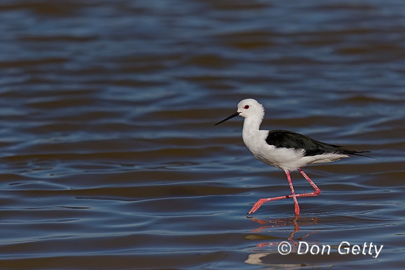 Black-winged Stilt