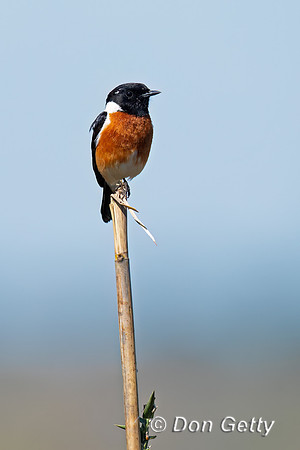 African Stonechat