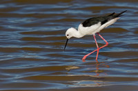Stilt_BW_C8A3464