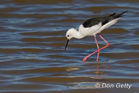 Stilt_BW_C8A3464
