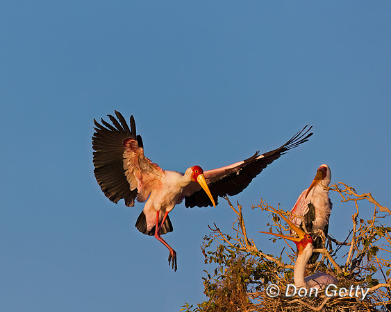 Yellow-billed Stork