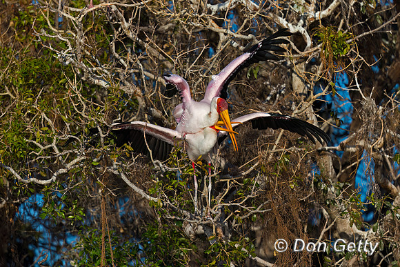 Yellow-billed Stork