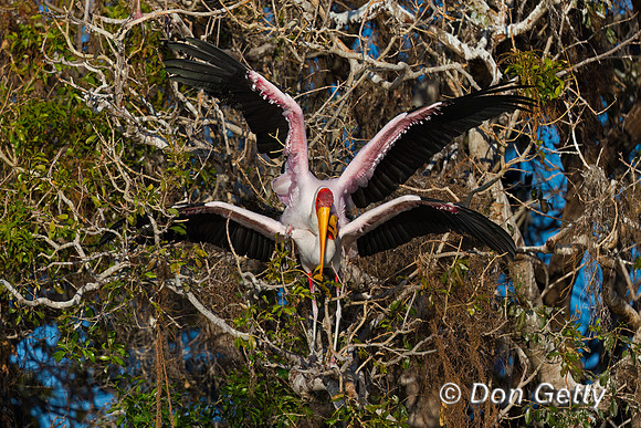 Yellow-billed Stork