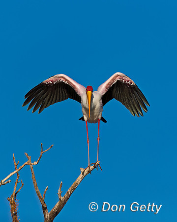 Yellow-billed Stork