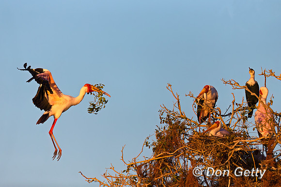 Yellow-billed Stork